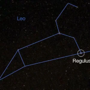 regulus