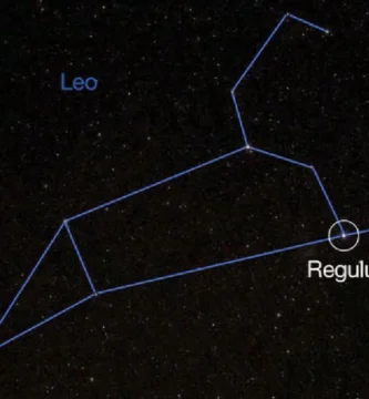 regulus